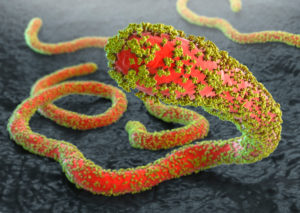 Ebola viruses with glycoproteins on gray tissue background Ebola viruses with glycoproteins on gray tissue background
